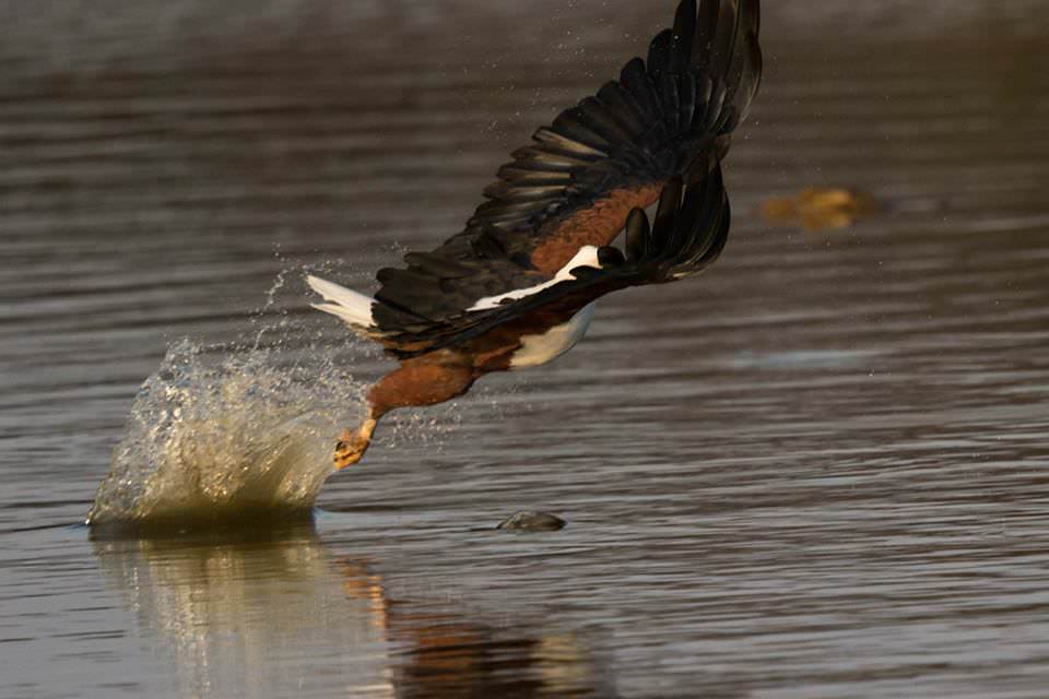 Fish Eagle